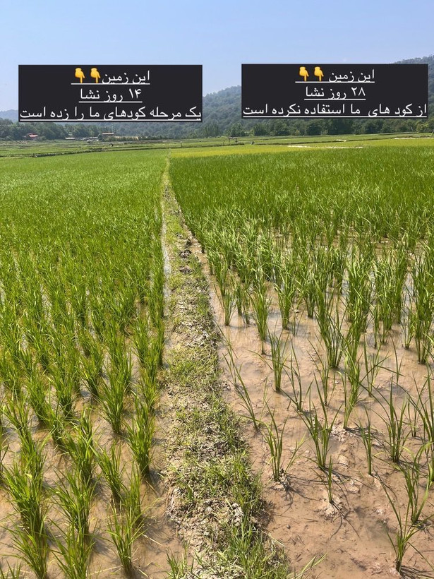 کود آلی کامل NPKS کروا - ۲۵ کیلویی