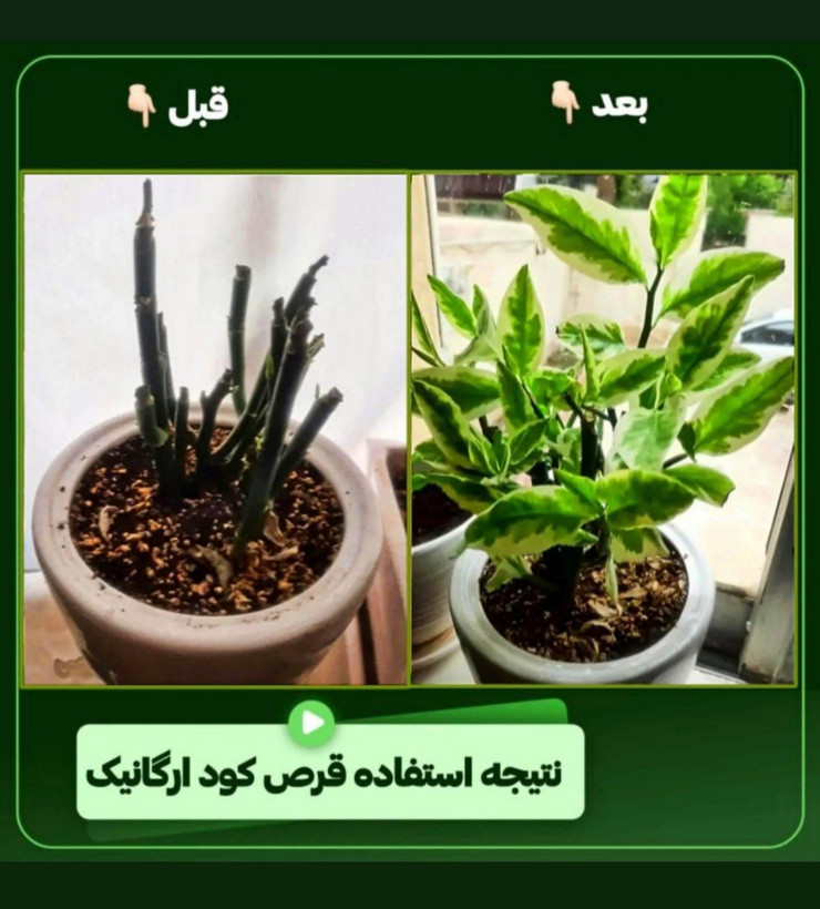 قرص کود ۱۲۰ عددی